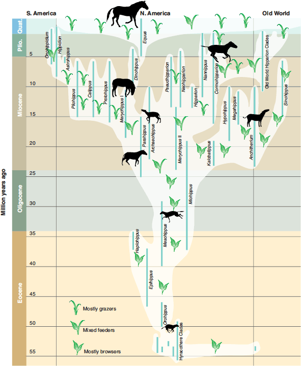 horse_phylo_mcfadden