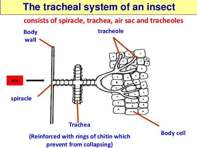 biology-form-4-chapter-7-respiration-part-1-65-638