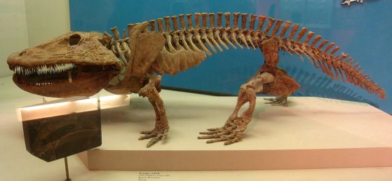 1200px-eryops_-_national_museum_of_natural_history_-_img_1974